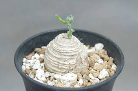 Image result for Trochomeria