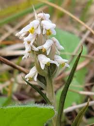 Image result for Zeuxine