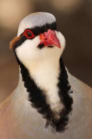 Chukar Partridge Chukar Chicks For Sale Cackle Hatchery Pet Birds Colorful Birds Pretty Birds