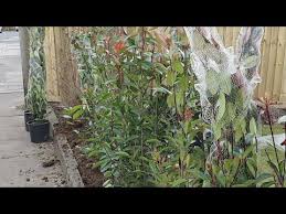 Maybe you would like to learn more about one of these? How To Plant A Photinia Hedge Youtube