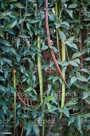 Image result for Dolichandra