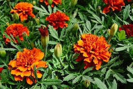 Trandafirii golden medallion, un soi teahibrid pentru orice gradina. Tu È™tii Ce Flori AdorÄƒ Canicula Agroexpert