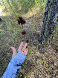 Image result for Agrostis quinqueseta