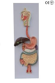 Human digestive system, system used in the human body for the process of digestion. Human Digestive System Model Eduscience