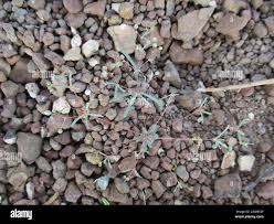 Image result for Hypertelis cerviana