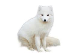 ثعلب القطب الشمالي Png Arctic Fox Fox Arctic