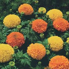 Those willing to start marigold farm must plant this favorite flower in specially maintained land. Crackerjack Marigold Flowers And Bulbs Veseys