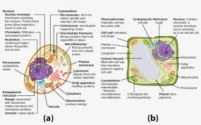 The animal cell is made up of several structural organelles enclosed in the plasma membrane, that enable it to function properly, eliciting mechanisms that benefit the host (animal). This Illustration Shows A Typical Eukaryotic Animal Microfilaments In A Plant Cell 1121x648 Png Download Pngkit
