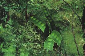 Image result for Entada abyssinica