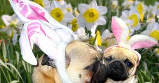 Here Comes Peter Puggy Tail Hopping Down The Puggy Trail Pugs Pug Obsessed Pug Love