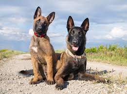 He's a great dog, he just has a lot of energy and we haven't had the time to really train him. at just over 2 years old, they had tried basic training when their dog was younger. Best Dog Trainer Los Angeles Dog Behaviorist Dog Training Classes Near Me