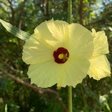 Image result for Hibiscus mastersianus