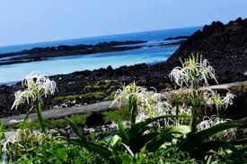 Image result for Crinum subcernuum