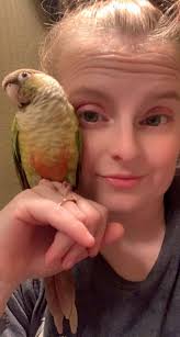 Lost Cockatiel: Poppy in Broward County, FL