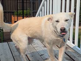 High energy working dog needs proper care and attention