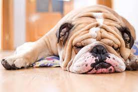 Rare bulldogs produced the first akc lilac tri english bulldog in the world! Bulldog Dog Breed Information Characteristics Daily Paws