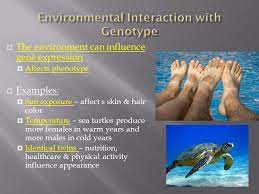 Complex Patterns Of Inheritance Chapter Ppt Download