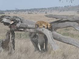 *live* leon vs tigres uanl live stream. Elefante Vs Leon Picture Of Udare Arusha Tripadvisor