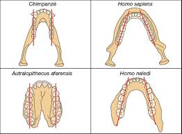 South african species homo naledi is much younger than previously thought. Une Nouvelle Espece D Hominide L Homo Naledi Annales Corrigees Annabac
