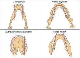 Maybe you would like to learn more about one of these? Une Nouvelle Espece D Hominide L Homo Naledi Annales Corrigees Annabac