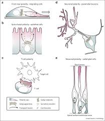 10+ vectors, stock photos & psd files. The Golgi Apparatus And Cell Polarity Roles Of The Cytoskeleton The Golgi Matrix And Golgi Membranes Sciencedirect