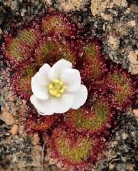 Image result for Vepris allenii