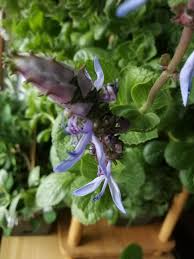 Image result for Coleus caninus