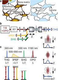 Check spelling or type a new query. Label Free Imaging Of Bone Multiscale Porosity And Interfaces Using Third Harmonic Generation Microscopy Scientific Reports