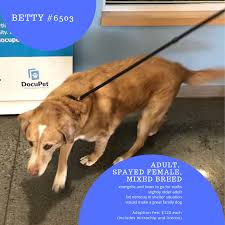 Think about your time, your space, and your money before deciding on what kind of animal to bring home. Happy Tales Pet Of The Week Betty Fox 28 Spokane