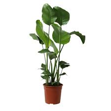 A common name of the genus is bird of paradise flower/plant. Indoor Plant From Botanicly Bird Of Paradise Flower Height 100 Cm Strelitzia Nicolai Buy Online In Andorra At Andorra Desertcart Com Productid 169622896