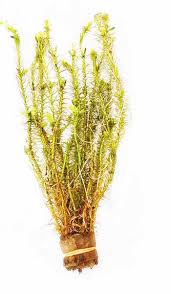 Image result for Mayaca