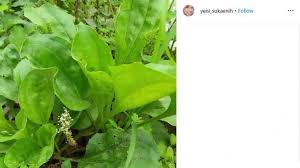 Dibantu dengan vitamin c, kulit pun akan terlihat. Jangan Dibuang Ramuan Teh Dari Tanaman Ini Bisa Atasi Masalah Kulit