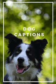 51 Dog Captions That Will Make You Want To Hug Your Dog Dog Instagram Captions Dog Captions For Insta Funny Dog Captions