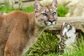 Die choreographie von willi dorner hinterfragt im rahmen von impulstanz, was sich seit dem ausbruch der pandemie verändert hat. Bilder Von Puma Grosse Katze Tiere