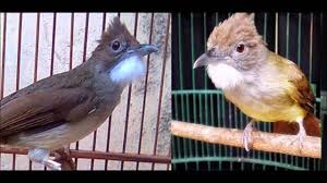 Check spelling or type a new query. Download Gambar Burung Cucak Jenggot Pickini