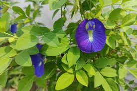 Image result for Clitoria ternatea