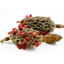 Others flower in late spring or early summer, including m. Southern Magnolia Bull Bay Seeds Magnolia Grandiflora Price