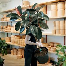 Image result for Ficus bubu