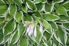 Maybe you would like to learn more about one of these? Growing Hosta In Virginia