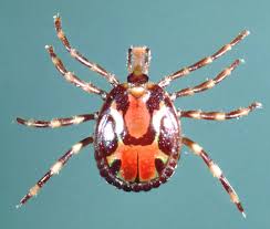 USDA plans to use treated corn for ticks