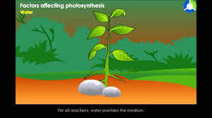 Factors Affecting Photosynthesis Life Process Nutrition Cbse Grade 10 Biology Youtube