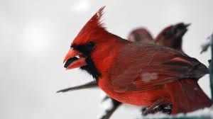 Cardinals do not nest in birdhouses so make sure your yard has some bushes and shrubbery as well as some trees and pine trees so they. Are Bird Feeders Helping Cardinals Expand Their Range Cool Green Science