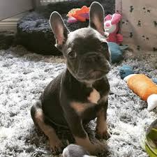 View available puppies, 6 month health guarantee, best testimonials, fast & safe shipping. French Bulldog Puppies You Deserve The Best Anna French Bulldog Puppies 678 306 6186