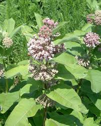 Image result for Asclepias palustris