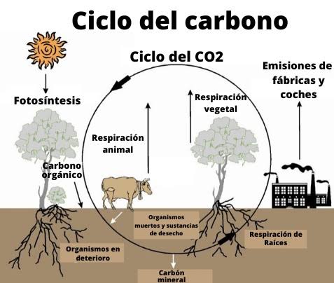  El Ciclo del Carbono: Un Pilar Vital para la Vida en la Tierra El ciclo  del carbono es el proceso natural a través del cual este elemento esencial  circula entre la