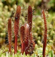 Drosera Arcturi Sundew Plant Carnivorous Plants Carrion Flower