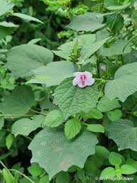 Image result for Urena