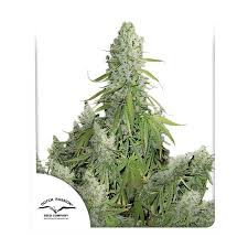 Buy Auto Ultimate Autoflower Cannabis Seeds Dutch Passion Uk