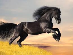 Pin By David Shinault On Black And White Horses Animals Cute Animals Images