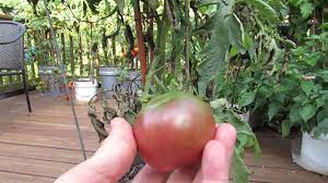 Too little uv and the plants will just carry on without flowering. Great Container Tomatoes The Black Krim Heirloom The Rusted Garden 2013 Youtube